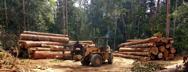 Trusted Horse Pasture, VA Tree Care Experts