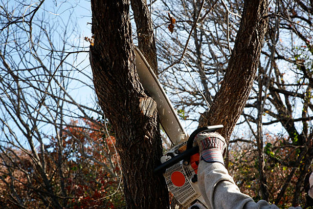How Our Tree Care Process Works  in  Horse Pasture, VA